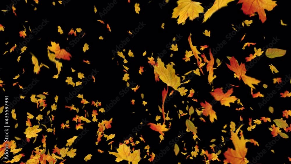 Autumn Maple Leaves Explosion with alpha channel. Element footage. Easy to use and change color place on footage or background. Autumn Maple Leaves Explosion with alpha channel. Element footage. Easy to use and change color place on footage or background.