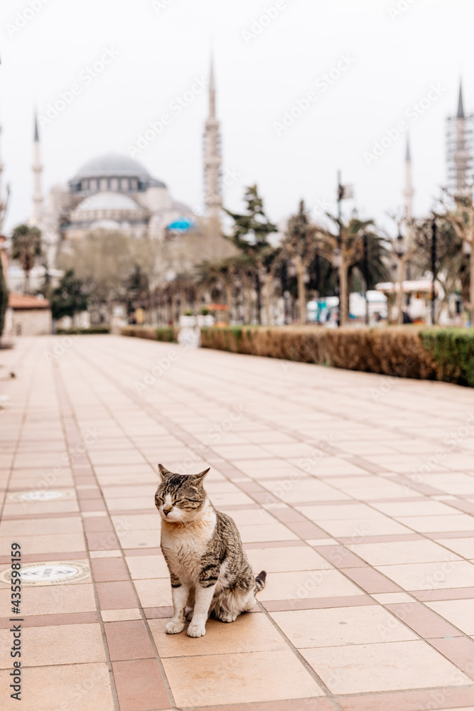 Obraz premium Istanbul street cat