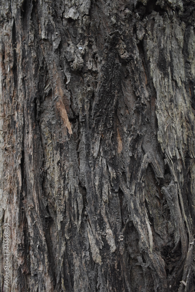 textured bark