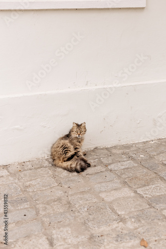 Istanbul street cat