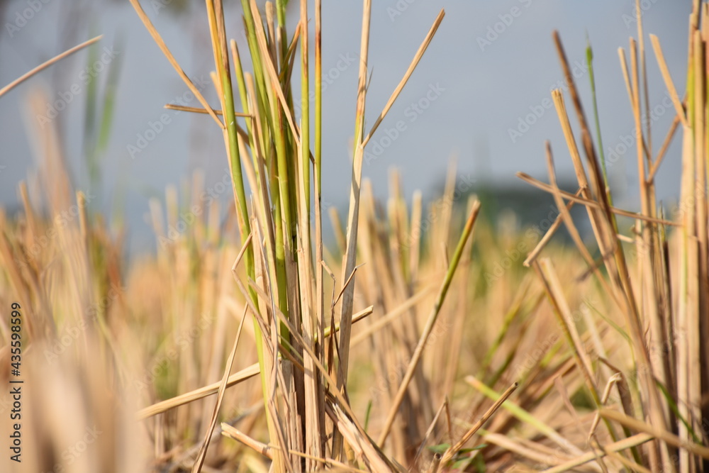 cropped rice