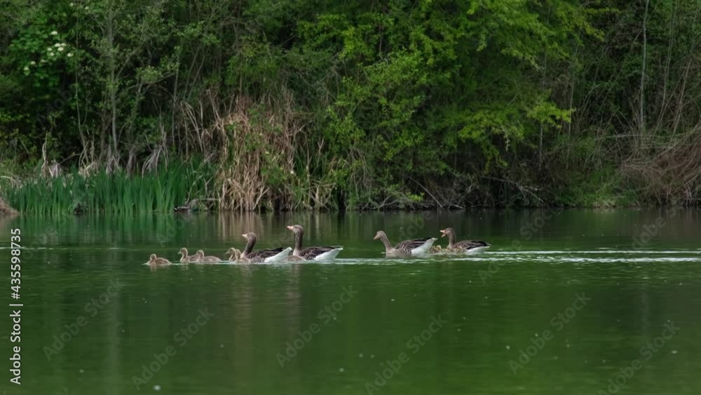 Greylag goose (Anser anser) families, parents and two groups of cute fluffy little babies swimming in a green pond on a cloudy spring day. Goose mother and father taking care of the newborn chicks. 4k Greylag goose (Anser anser) families, parents and two groups of cute fluffy little babies swimming in a green pond on a cloudy spring day. Goose mother and father taking care of the newborn chicks. 4k