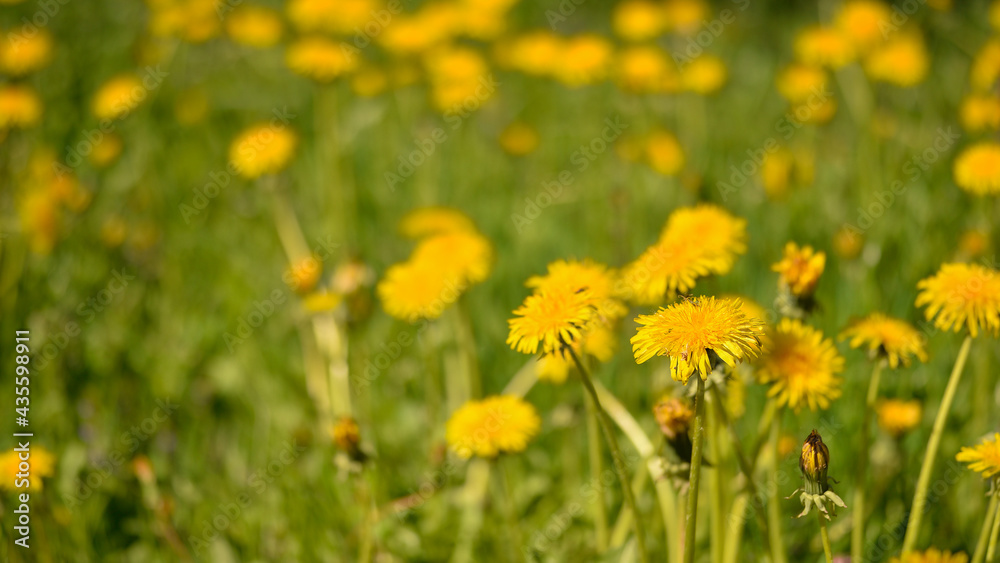 Yellow dandelions close-up on the background of a summer meadow. Background