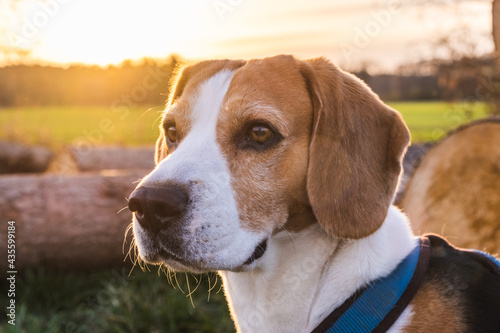 Beagle dog on Rural area. Sunset in nature © Przemyslaw Iciak
