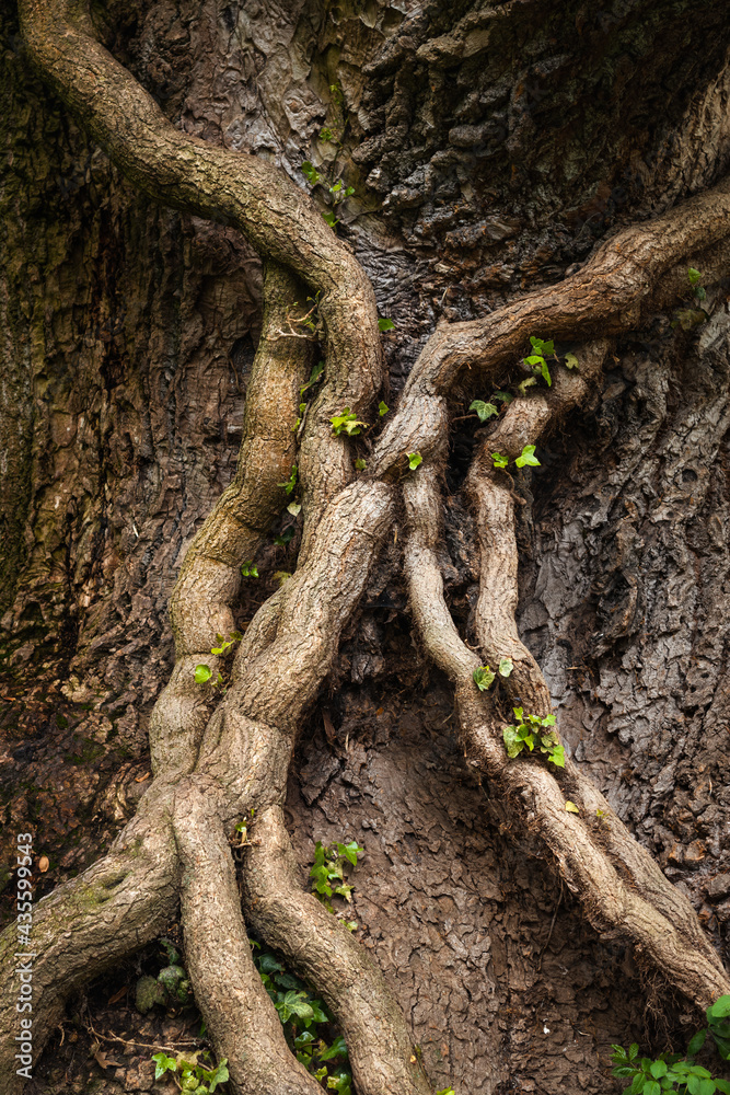 Poplar tree trunk knows also as tulip tree (liriodendron tulipifera) and roots with green leaves Poplar tree trunk knows also as tulip tree (liriodendron tulipifera) and roots with green leaves