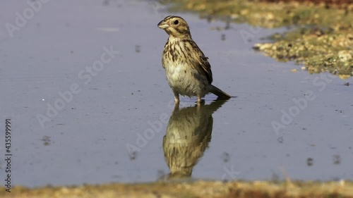 Corn bunting (Emberiza calandra) Drinking and Bathing in the desert photo