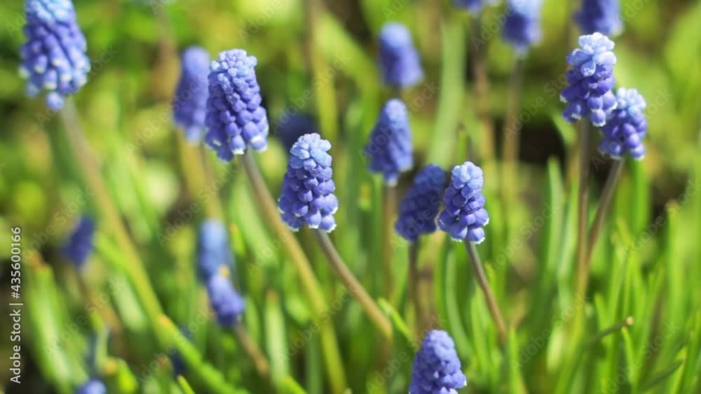 Blue muscari flowers in the spring garden. Early flowering plants Blue muscari flowers in the spring garden. Early flowering plants