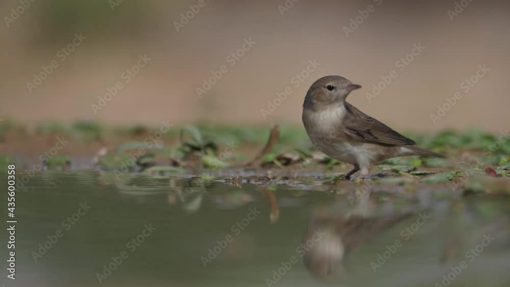 Garden Warbler (Sylvia borin) Drink water during the spring migration in the Negev desert Israel Garden Warbler (Sylvia borin) Drink water during the spring migration in the Negev desert Israel