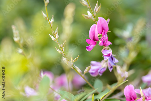 Natural bean Flower