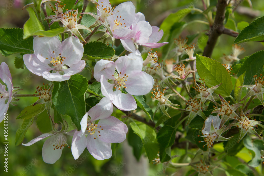 apple blossoms in spring apple blossoms in spring
