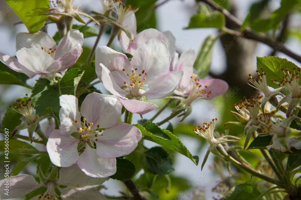 Obraz premium apple blossoms in spring