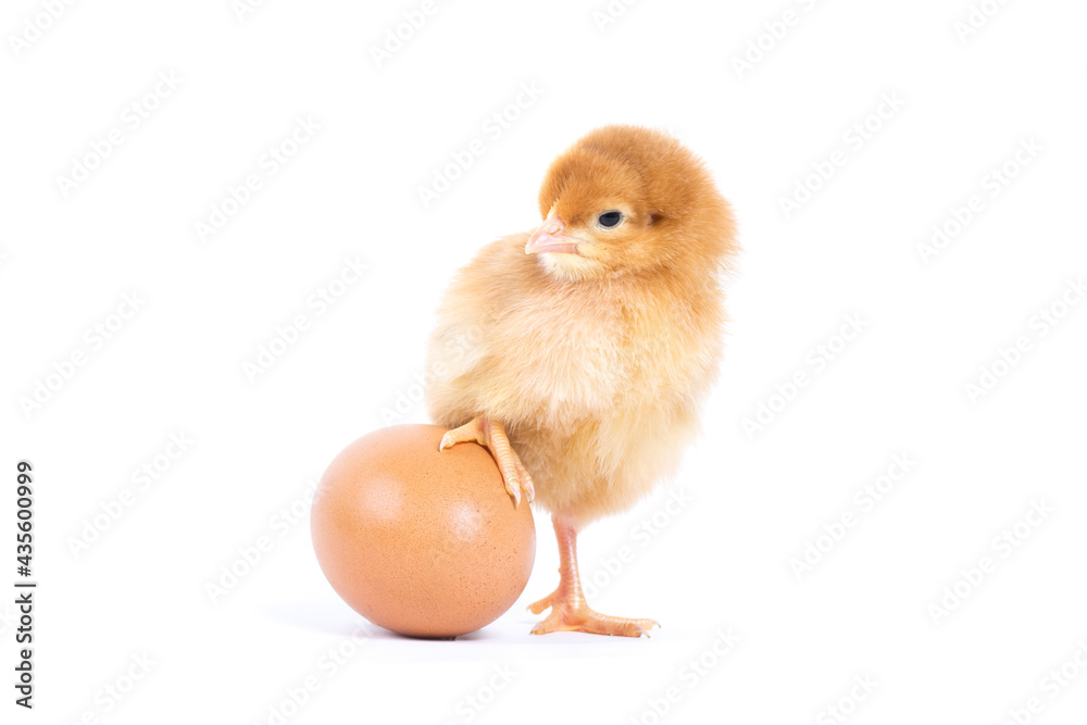 Obraz premium Little chicken isolated on white