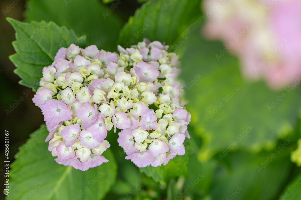 あじさい(紫陽花) あじさい(紫陽花)