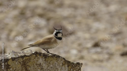 Temminck’s lark or Temminck’s horned lark (Eremophila bilopha)- rear footage of a male on a desert's rock, singing photo