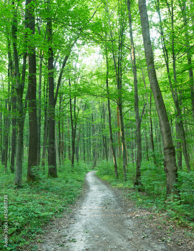 green Forest trees. nature green wood sunlight backgrounds