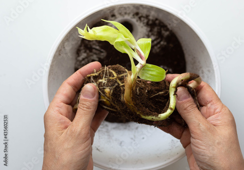 Top view of woman hands holding bulb of lily to plant into pot on white background