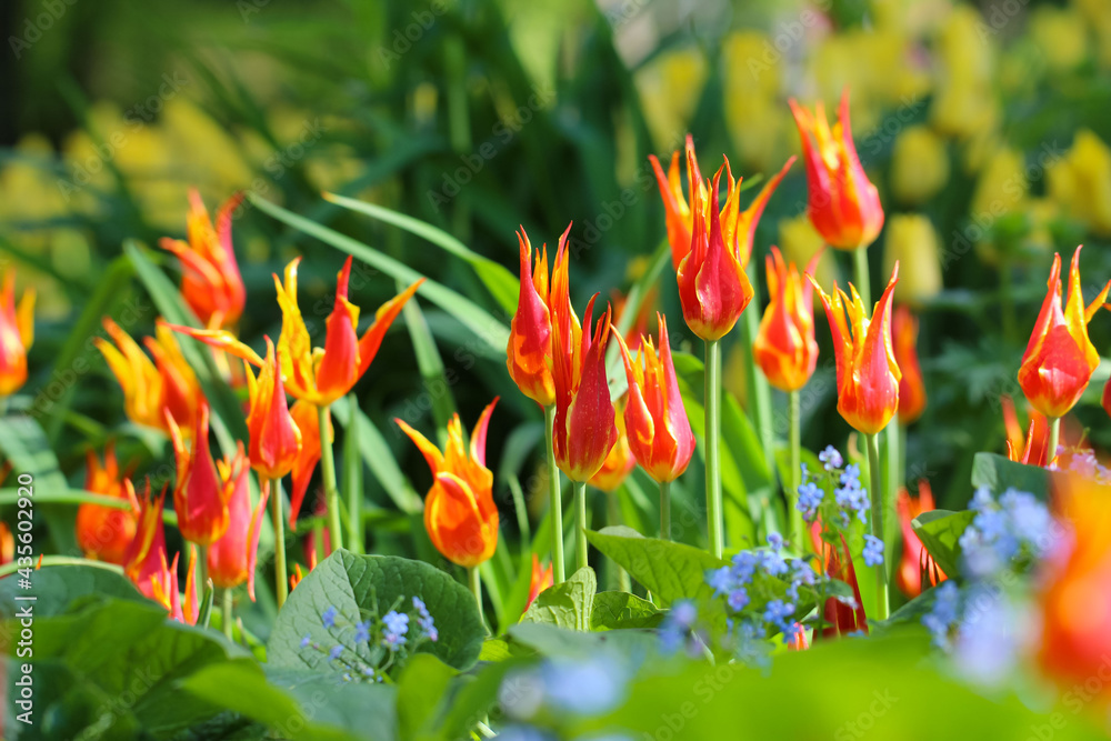 Close-up of narrow-petaled scarlet tulips with selective focus on a blurry natural soft green background, large format for banner Close-up of narrow-petaled scarlet tulips with selective focus on a blurry natural soft green background, large format for banner