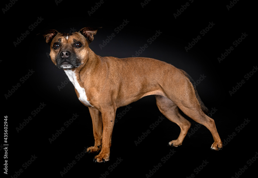 staffordshire bull terrier