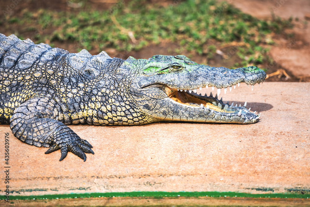 Fototapeta premium Big african alligator crocodile with open mouth