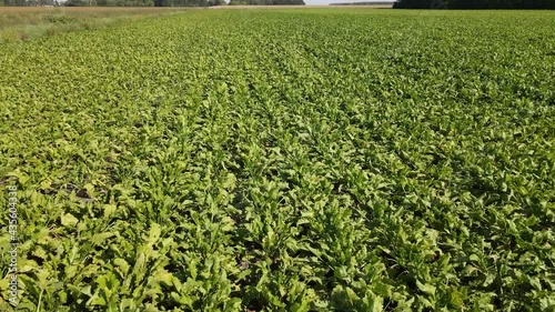 Aerial flyover of lush, green sugar beet plants in North Dakota. Outdoors, farming, autumn.