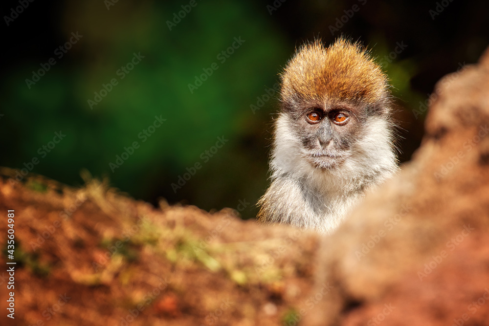 Obraz premium Portrait of Bale vervet monkey, Chlorocebus djamdjamensis. Close up, very rare, endemic, mountainous monkey , gazing at the camera against dark background. Harenna forest, Bale Mountains, Ethiopia.