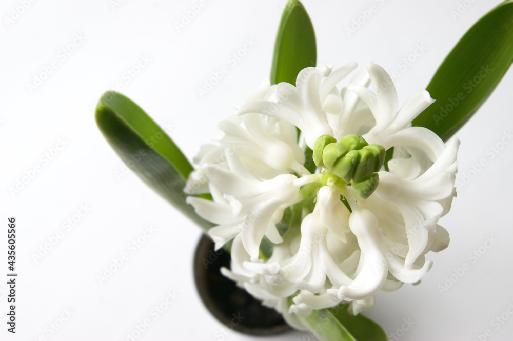 White oriental hyacinth flowers in early spring. White oriental hyacinth flowers in early spring.