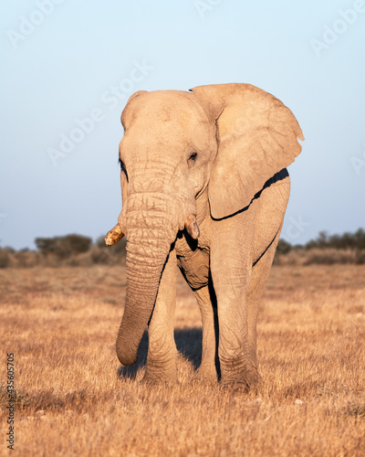 Closeup view of big African Elephant © Ivan Kmit
