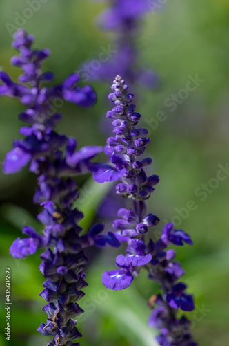 Salvia farinacea mealycup sage beautiful purple blue flowers in bllom  mealy sages flowering plants in the garden