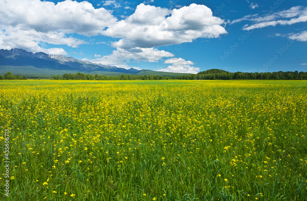 Beautiful spring landscape of a blooming meadow in a foothill valley on a sunny day. Natural seasonal background. Eastern Sayan Mountains, Baikal region, Tunka valley