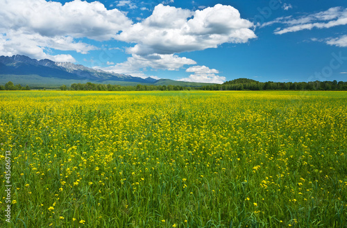 Beautiful spring landscape of a blooming meadow in a foothill valley on a sunny day. Natural seasonal background. Eastern Sayan Mountains  Baikal region  Tunka valley