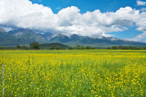 Beautiful summer landscape with a mountain range and a flowering meadow in a foothill valley on a sunny day. Natural seasonal background. Eastern Sayan Mountains, Baikal region, Tunka valley
