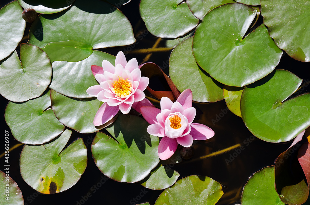 Top view of pink blooming lotus flower in summer pond with green leaves. Natural backgrounds in city. Top view of pink blooming lotus flower in summer pond with green leaves. Natural backgrounds in city.