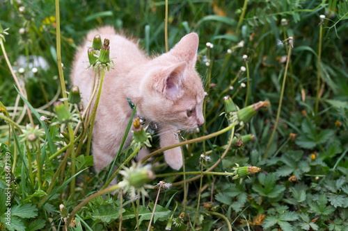 Selective focus horizontal view of pinkish cream kitten walking in dandelions in the spring