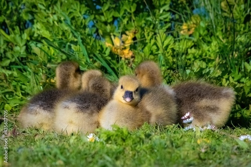 ducklings in grass