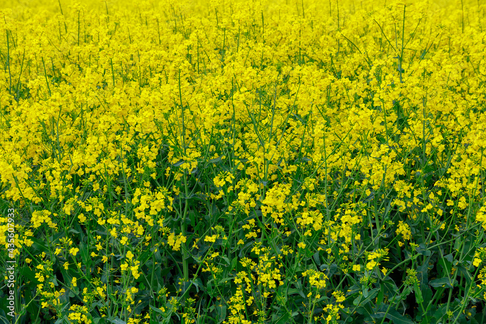Landscape with yellow rapeseed field. Yellow rapeseed oil. Biofuel.