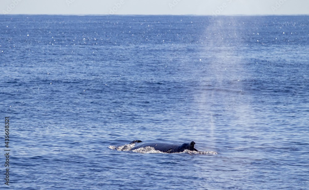 Fototapeta premium Humpback whale at surface of Atlantic, Azores travel destination.