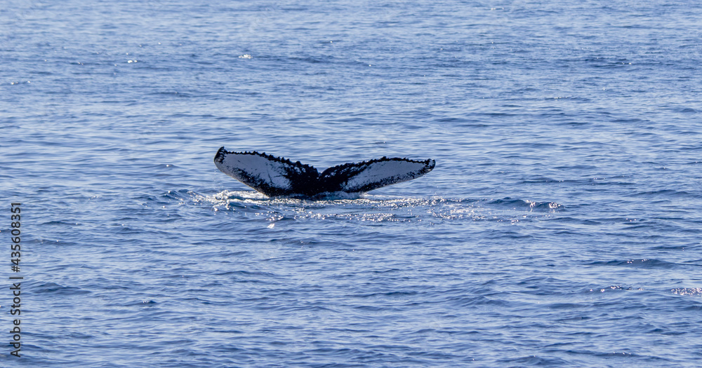 Fototapeta premium Humpback whale showing fluke, Azores travel destination.