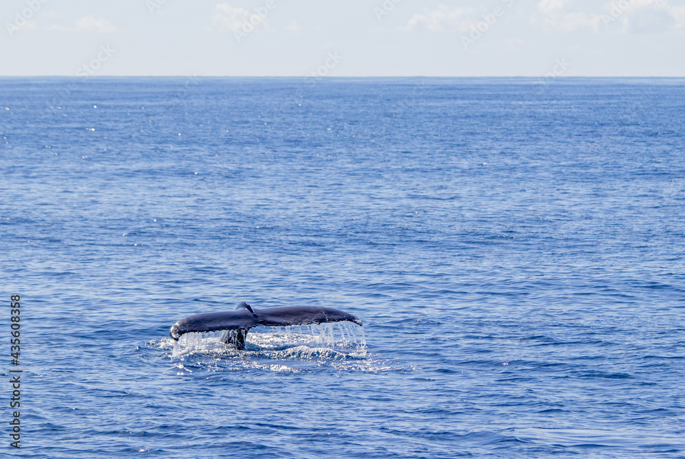 Humpback whale showing fluke, Azores travel destination.