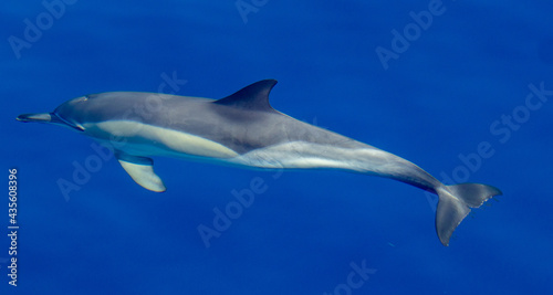 Common dolphin, during boat tour, Azores islands, traveling.