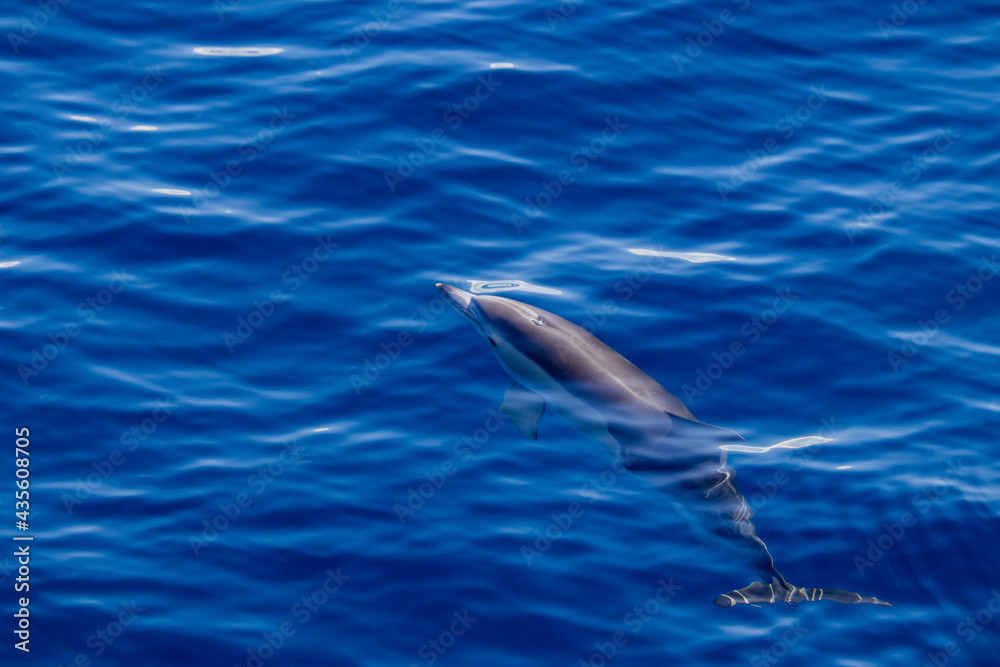 Naklejka premium Common dolphin, during boat tour, Azores islands, traveling.