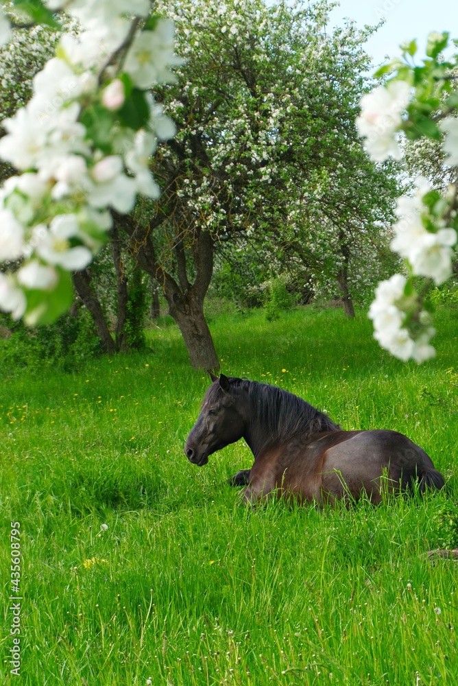 Naklejka premium Young brown horse resting in lush green grass