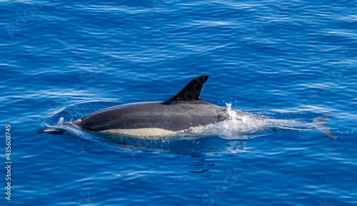 Common dolphin  during boat tour  Azores islands  traveling.