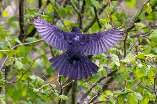 A common blackbird shows it's impressive wingspan as it lands in a tree