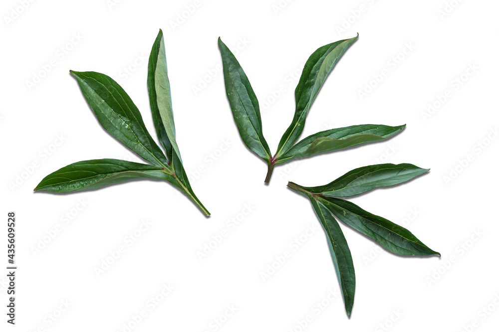 Peony leaves isolated on white.