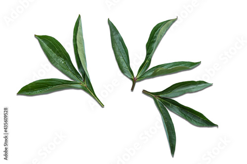 Peony leaves isolated on white.