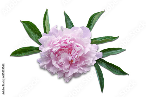 Beautiful pink peony flower and leaves isolated on white.