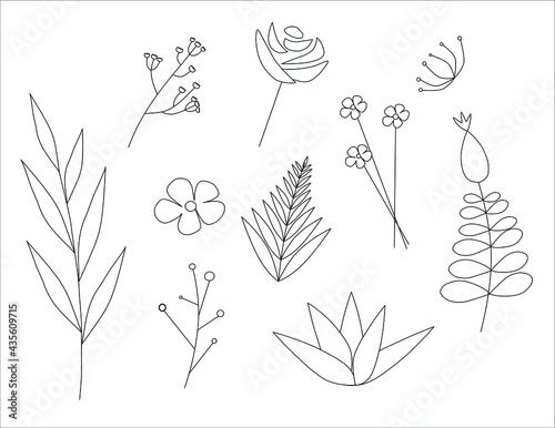Set of summer linear botanical illustrations. Various plants