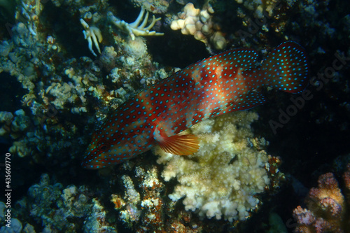 unknown fish from red sea © jonnysek