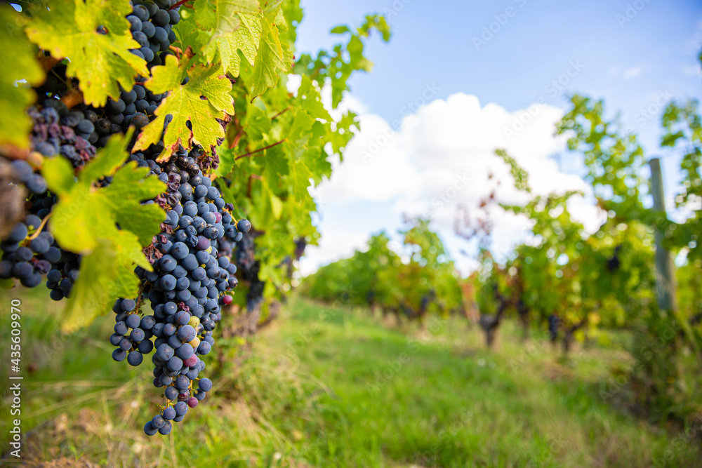 Grappe de raisin noir ou pourpre dans les vignes au printemps.