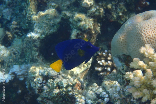 Yellowtail tang -  Zebrasoma xanthurum  fish